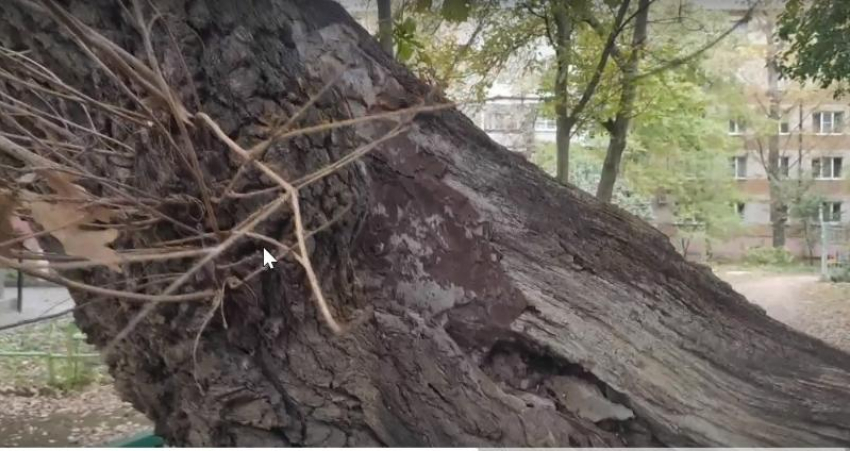 Ученые-экологи Таганрога встревожены: гибнет 300-летний дуб