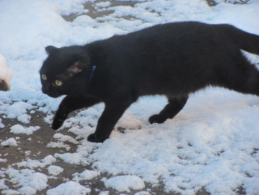 Таганрожцы, встречайте Парамона  Зимоуказателя! Проверьте народные приметы 12 декабря