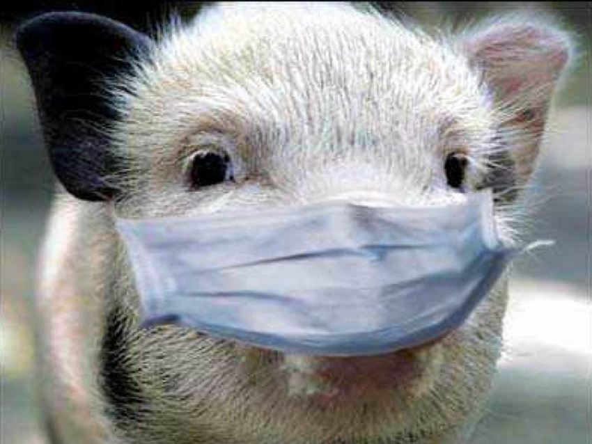 Как обезопасить Ростовскую области от Африканской чумы свиней обсудили правительстве 