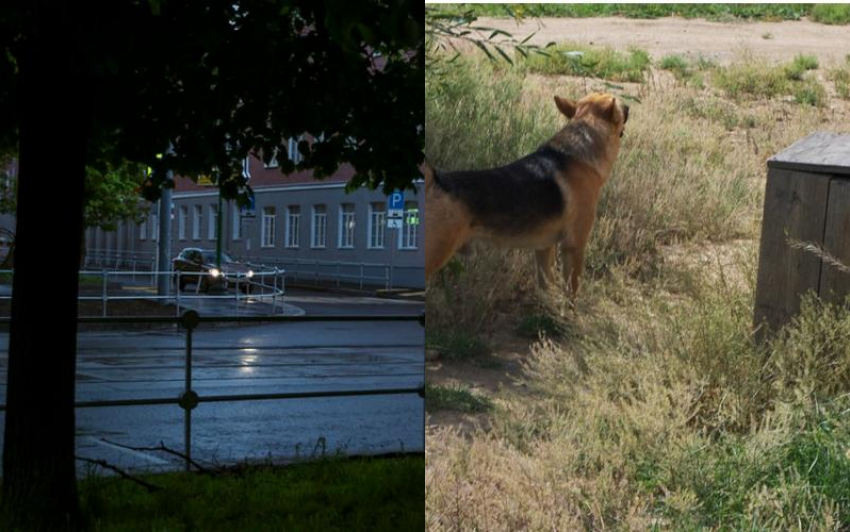 Автовладельцам и собаководам Таганрога на заметку о новых проектах кодекса РФ