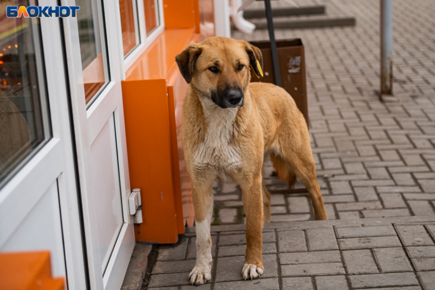 Администрация Таганрога заплатит 100 тысяч рублей семье ребёнка, которого покусала бездомная собака 