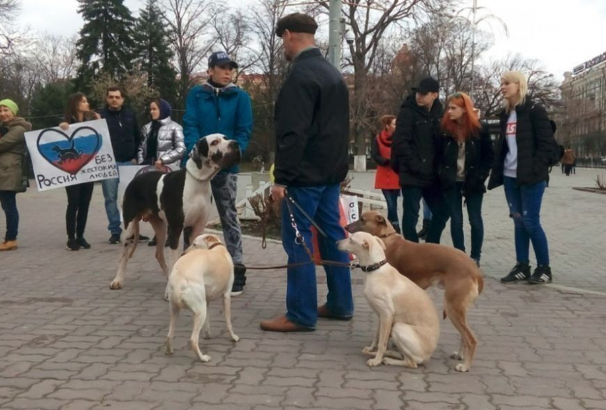 В Ростовской области потребовали изменить наказание за жестокость к животными