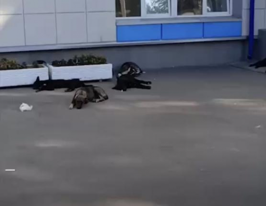 Стая собак оккупировала район, таганрожцам приходится отбиваться средствами защиты