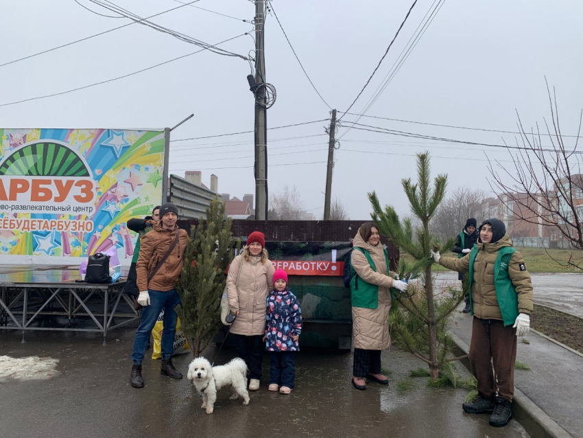 В Таганроге в третий раз подряд пройдёт акция по сбору ёлок