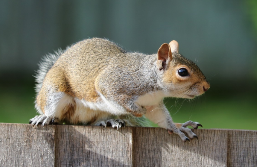 "Малышек бросили на выживание": таганрогские белки кормятся в мусорных баках, конкурируя с крысами