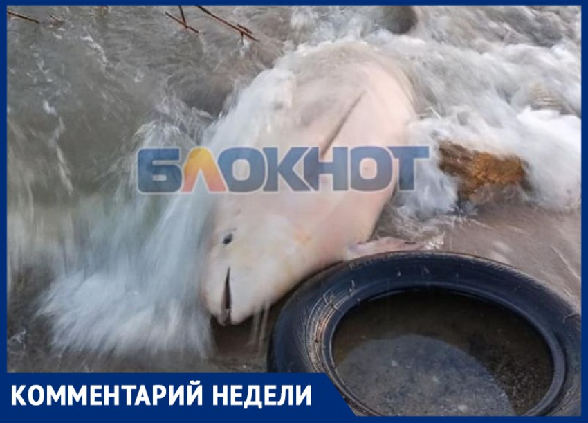«Ослабленное состояние» и механические повреждения: таганрогские чиновники объяснили гибель дельфина на побережье