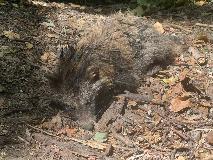 Облезлый голодный енот бродит по роще в Таганроге - трогательное видео