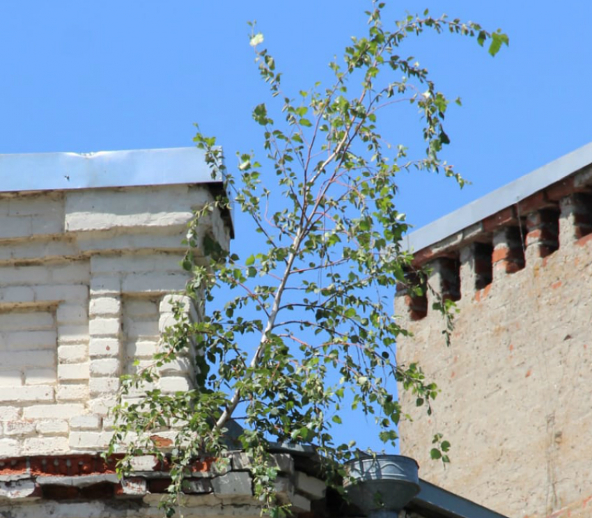 На крыше Центра соцзащиты Таганрога растёт «дерево-убийца"