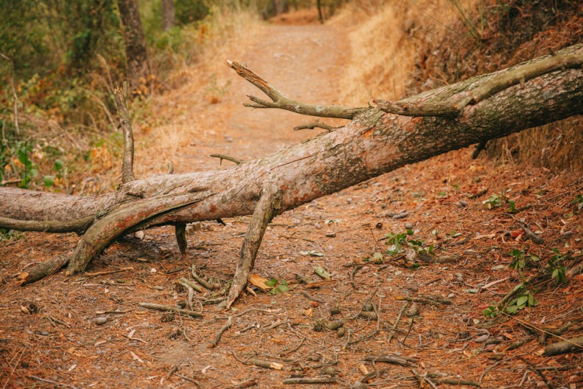 Таганрожец отсудил у МКУ «Благоустройство» компенсацию за упавшее дерево