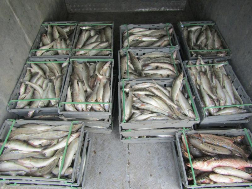 12 тонн рыбы изъяли ФСБ у браконьеров в Таганрогском заливе