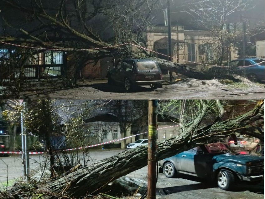 Не прошло и года: в Таганроге убрали гнилое дерево после того, как оно рухнуло на автомобиль