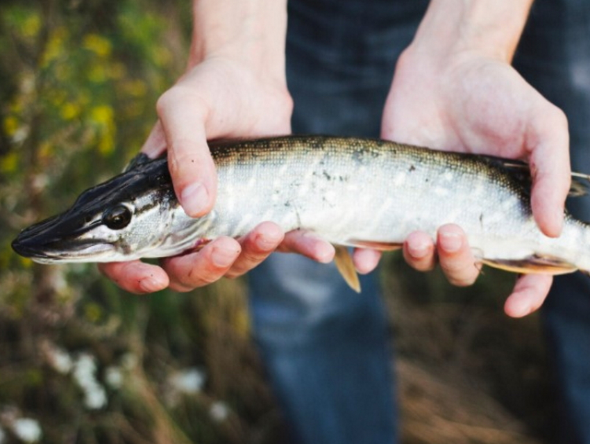 Росрыболовство ищет способ спасти азовского осетра от браконьеров