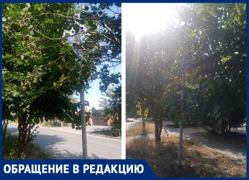 Дорожные знаки в Таганроге теряются в кроне деревьев