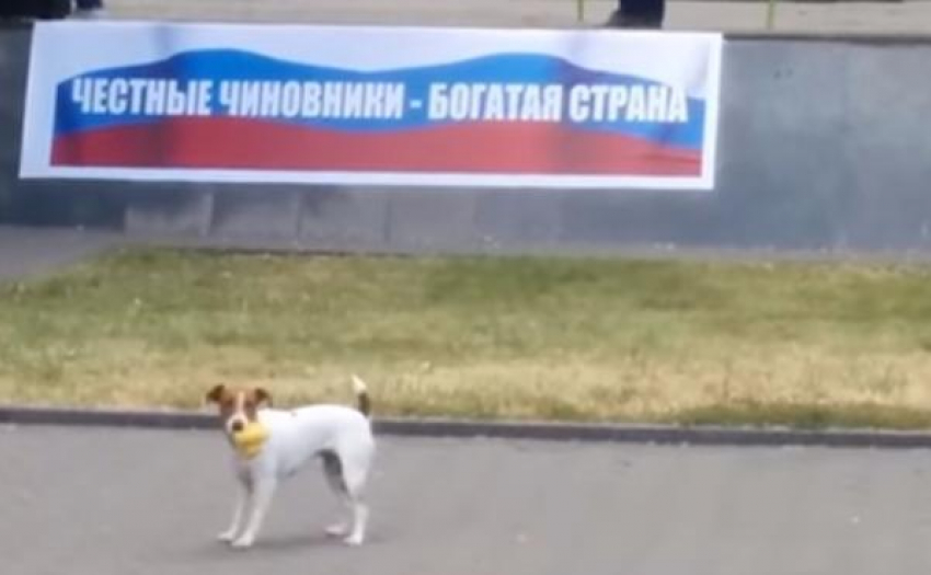 Жертвой антикоррупционного митинга в Таганроге стала резиновая утка