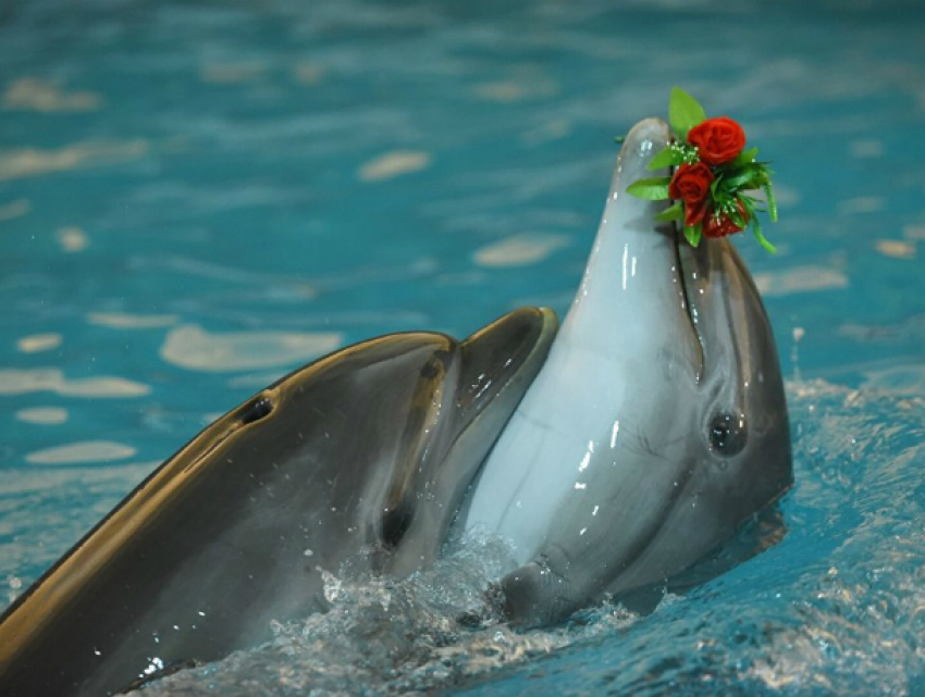 Таганрожец Данила Маркин выступил с требованием   закрыть все дельфинарии в России 