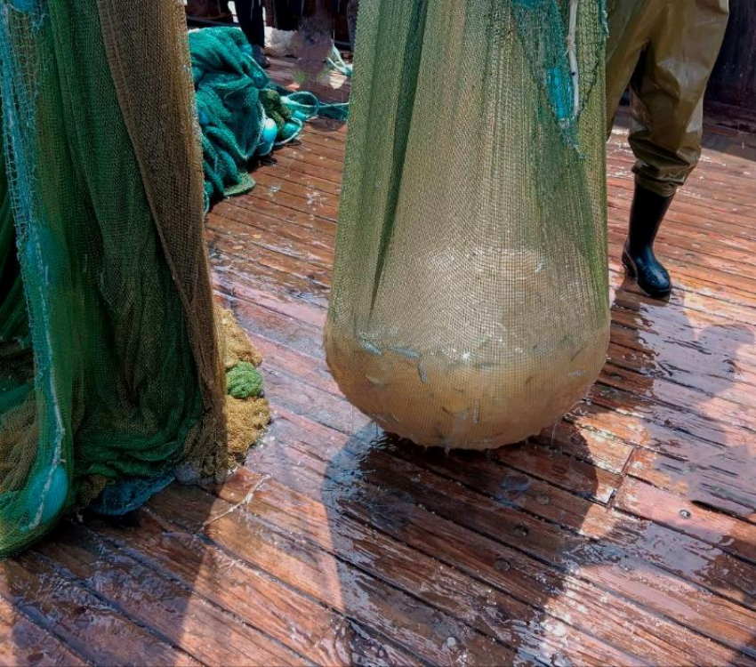 Рыбаки Азовского моря и Таганрогского залива столкнулись с массовым нашествием медуз в 2025 году