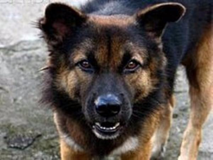В Таганроге бродячая собака заступилась за школьницу