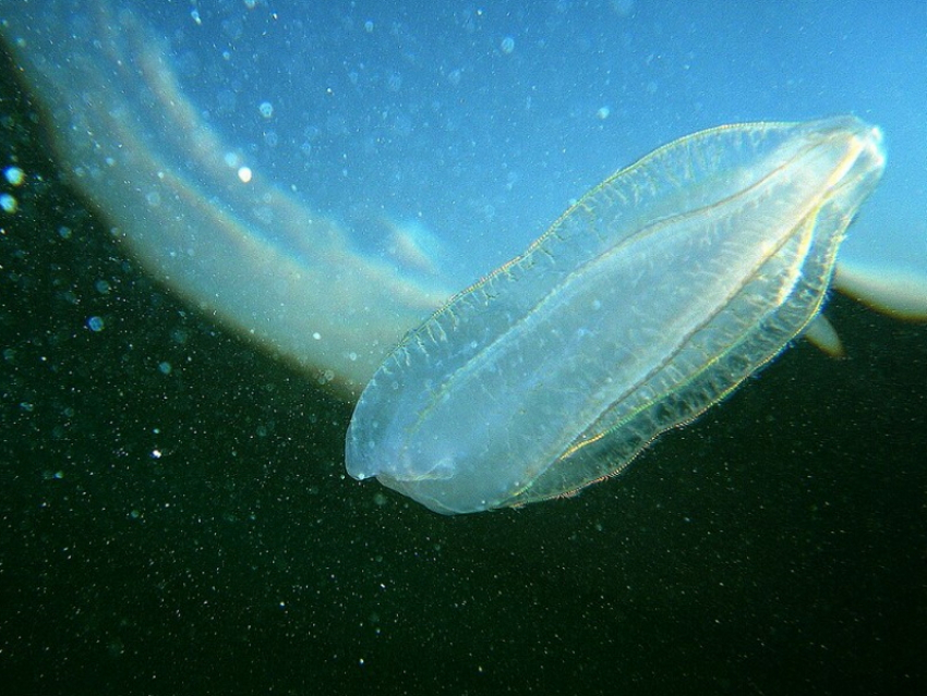 «Медузный апокалипсис»: нашествие гребневиков в Азовском море грозит исчезновением хамсы