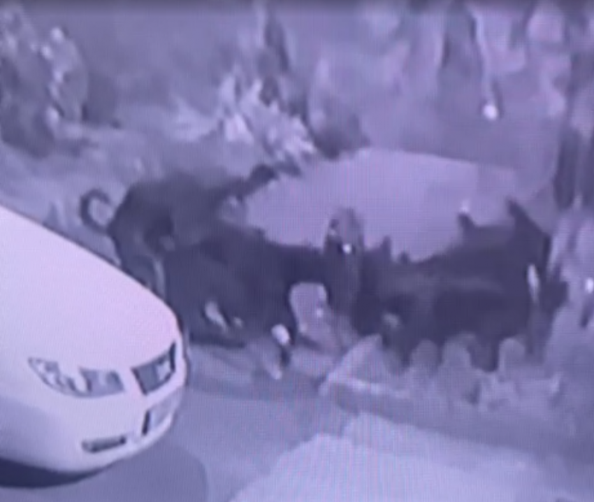 "Собаки порвали моего любимого кота!» - ролик взорвал таганрогские соцсети, а мы его разоблачаем