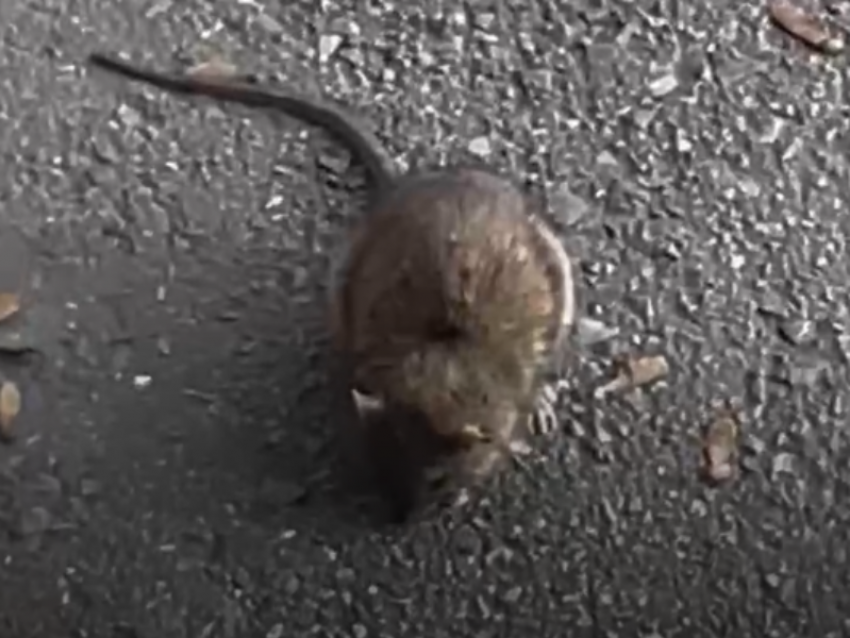 Толстенького крысеныша заметили в центре Таганрога