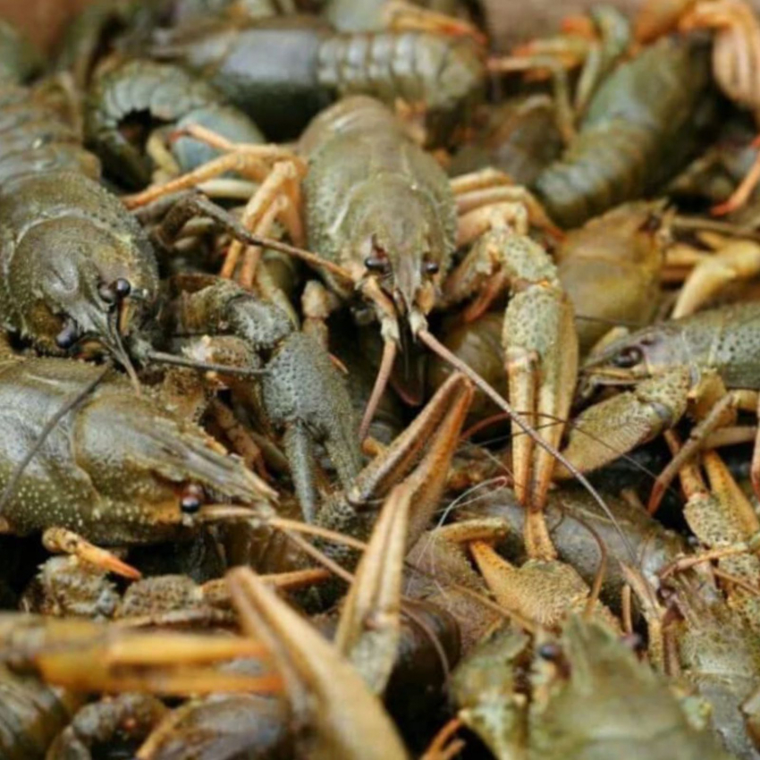 Товар дня: раки по спеццене