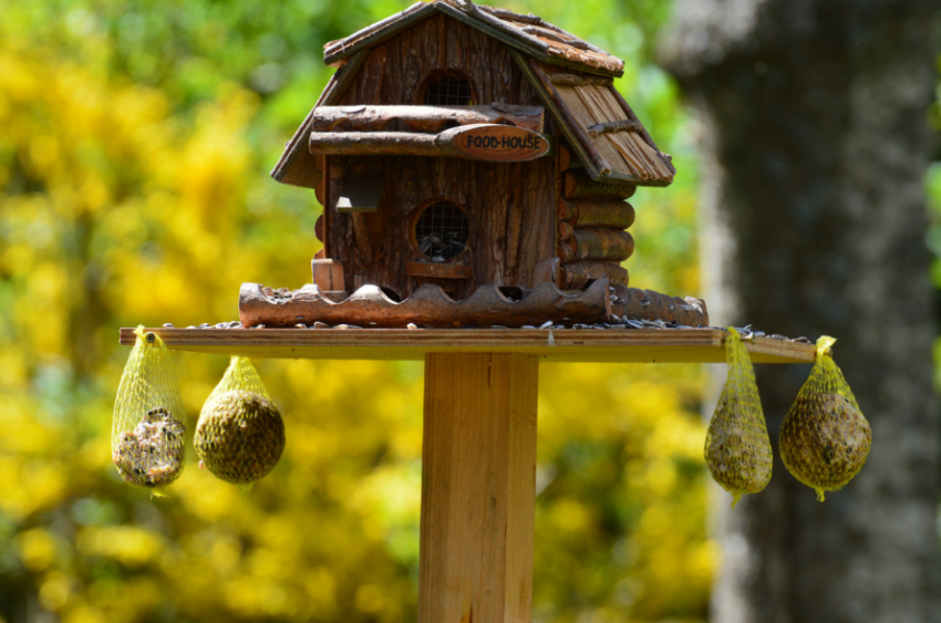 В Таганроге городские птицы стали для людей почти как питомцы