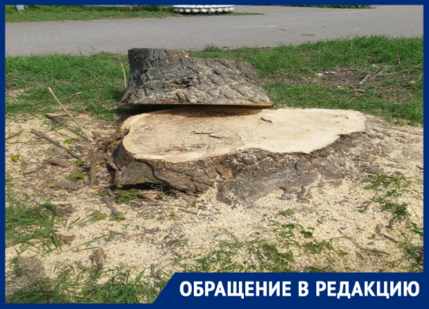 Под видом благоустройства в Таганроге уничтожается зеленый сквер