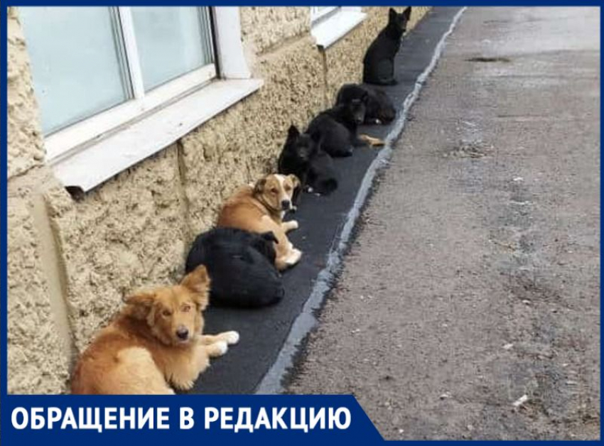 В центре Таганрога бездомные животные не дают людям покоя