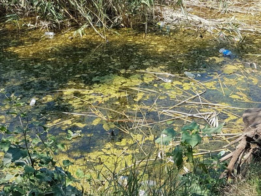 В Таганроге семейство черепах ютится в пруду, наполненном мусором