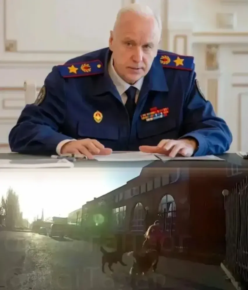 Уголовное дело поручил возбудить Александр Бастрыкин после нападения стаи собак на ребенка в Таганроге