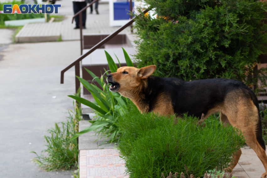 Таганрогские бездомные собаки дружелюбно встретили специалистов по отлову, но это пока