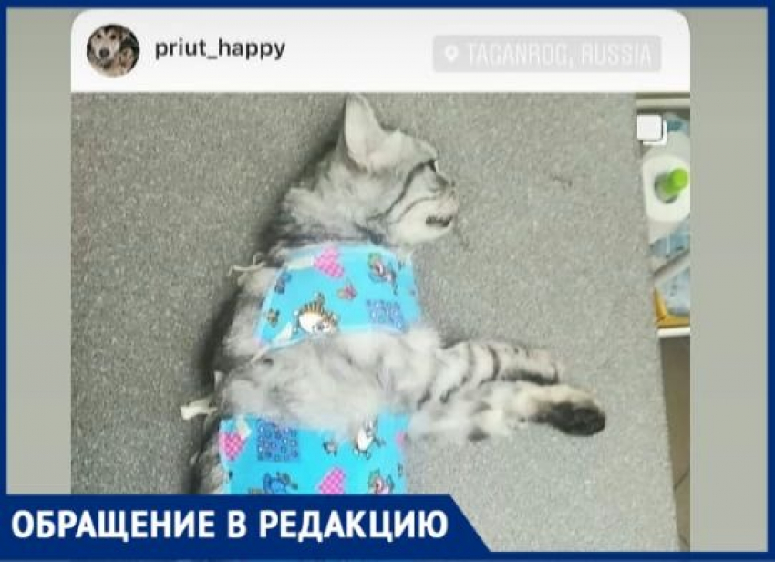 В Таганроге работает лже-приют