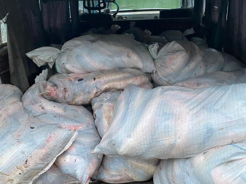 До 5 лет тюрьмы грозит браконьеру, которого поймали под Таганрогом с 1.5 тоннами пиленгаса