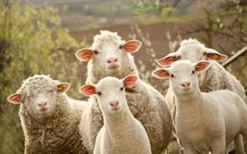 Ветеринары Таганрога опасаются инфекции возбудителя оспы овец
