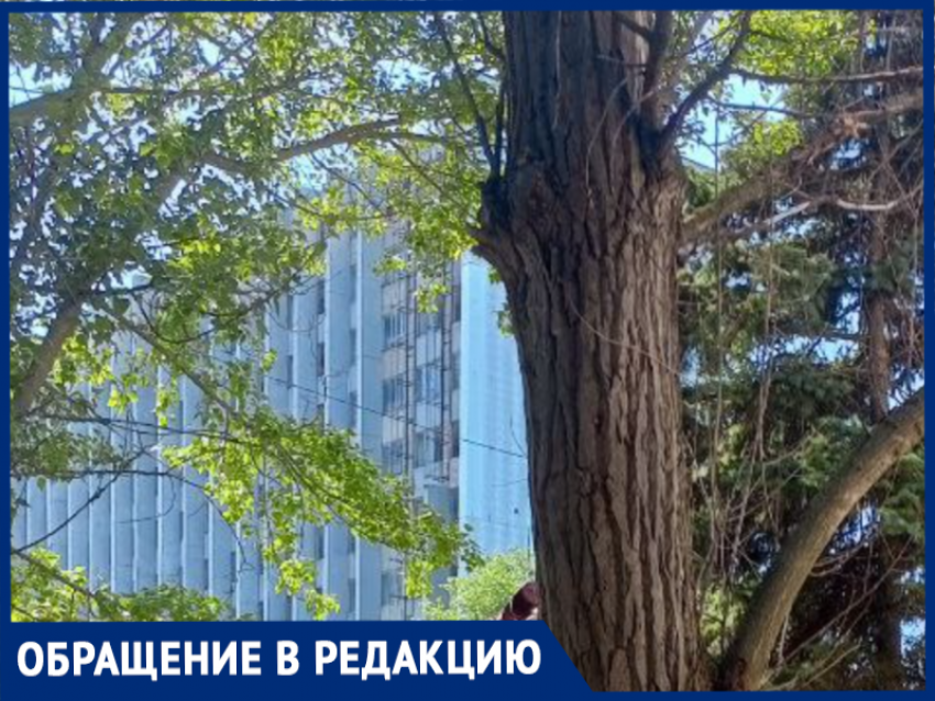 Ещё один шторм, и огромное сухое дерево рухнет в Таганроге. А если на людей?