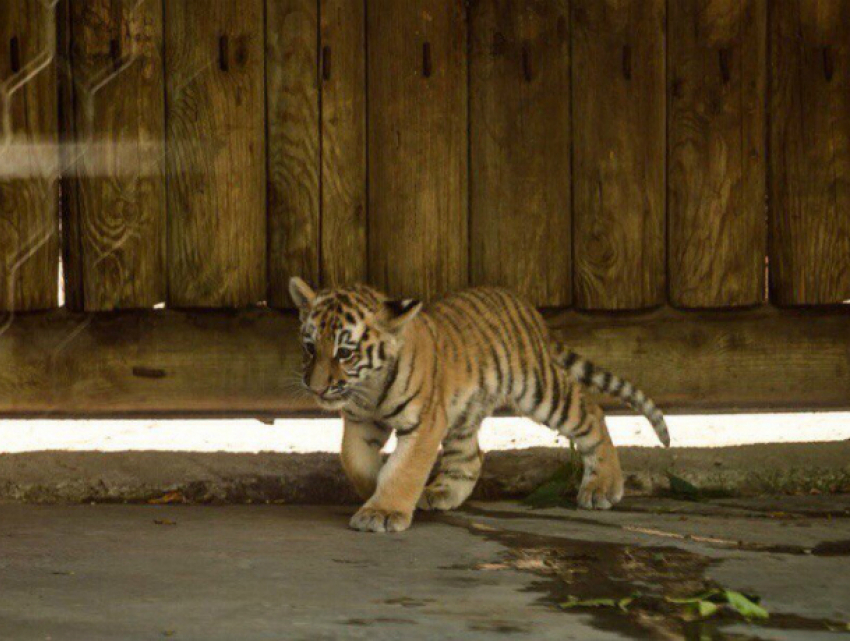 Жители Таганрога не могут налюбоваться на новорожденного тигренка из Ростовского зоопарка видео