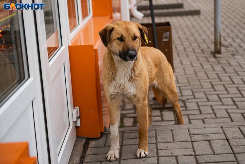 57 млн нужно на строительство питомника для бездомных собак в Таганроге