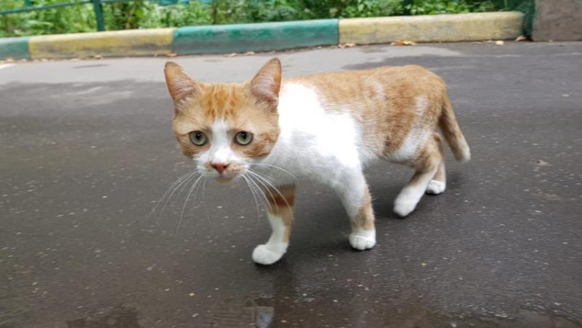 В Таганроге 50 см проглоченной котом веревки, чуть не убили животное