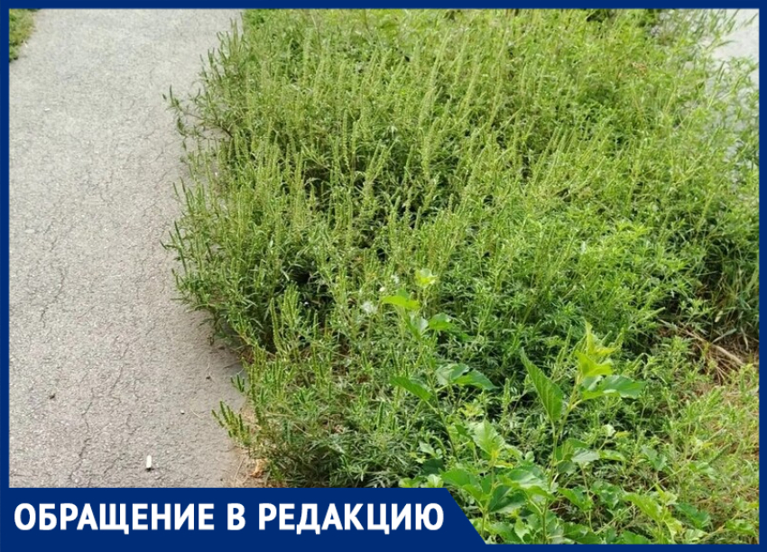 "От аллергии сдохнем": таганрогские школьники и пенсионеры снова задыхаются от амброзии на Марцево