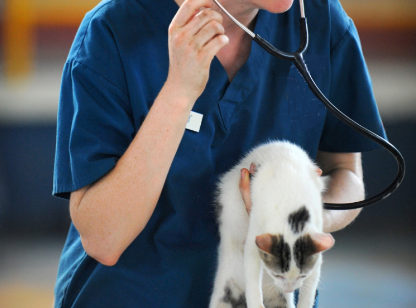 В Таганроге можно бесплатно привить собак и кошек от бешенства - даты и адреса
