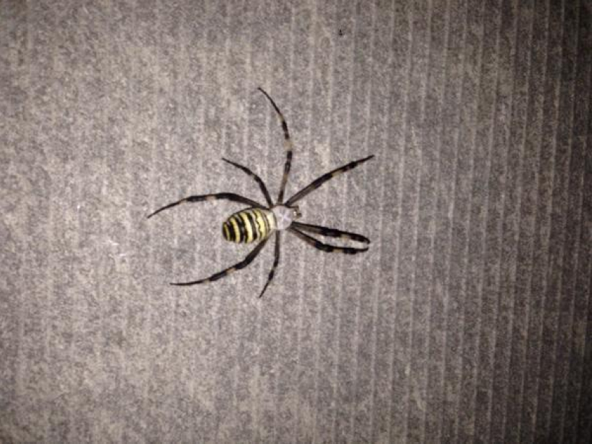 Жителей Таганрога атакуют опасные черно-желтые пауки 