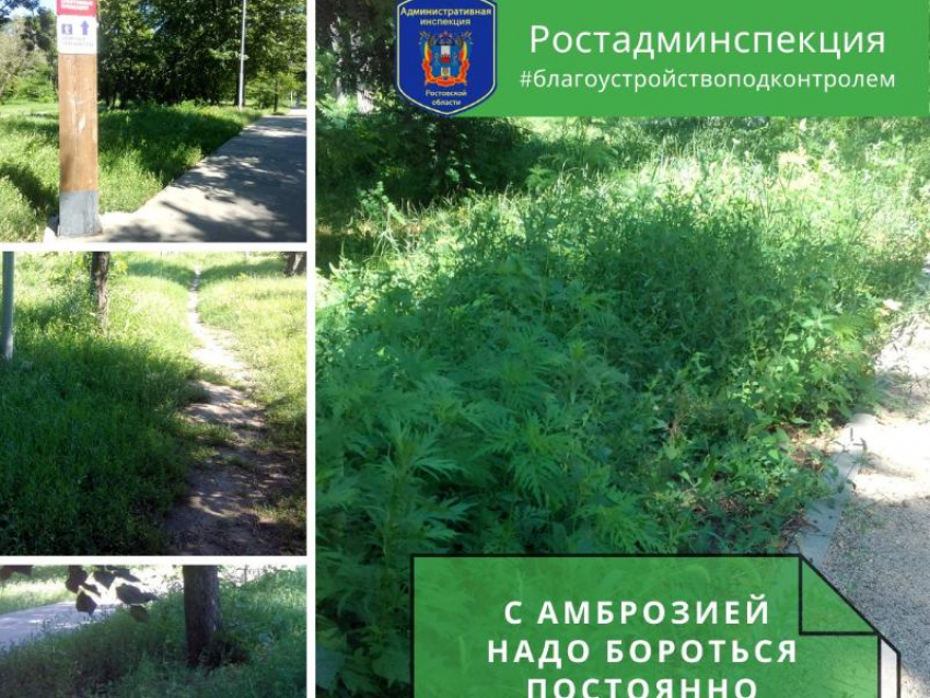  МКУ «Приморье» снова привлекут к ответственности за амброзию в Таганроге
