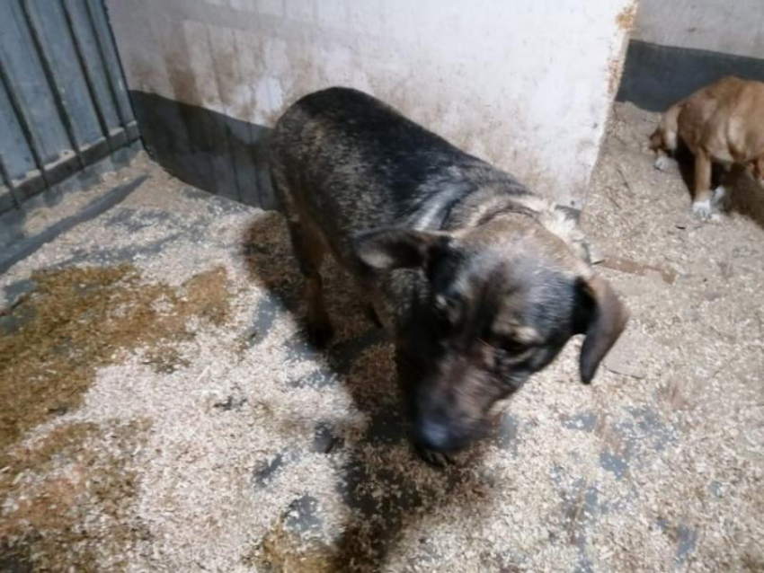 В Таганроге нашли дополнительные средства, чтобы возобновить отлов собак