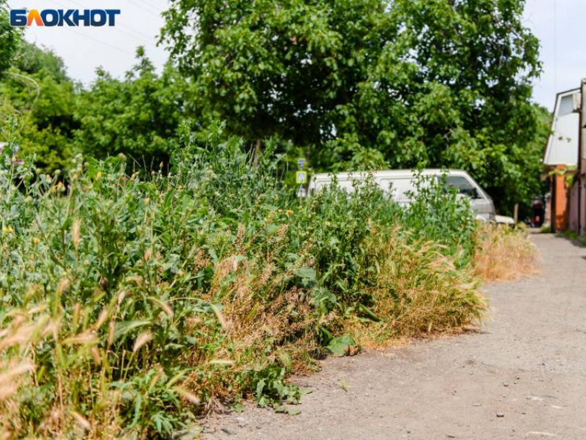 В Таганроге штрафуют за нескошенную траву
