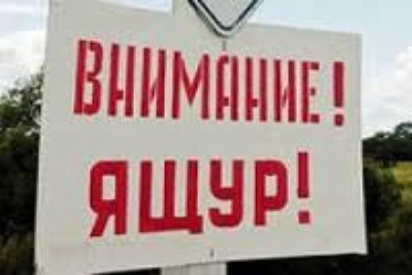  К Ростовской области подбирается вирус ящура