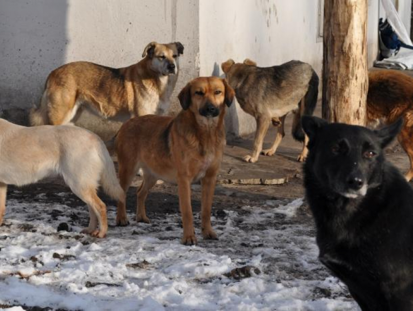 Свора бродячих собак искусала таганрожца