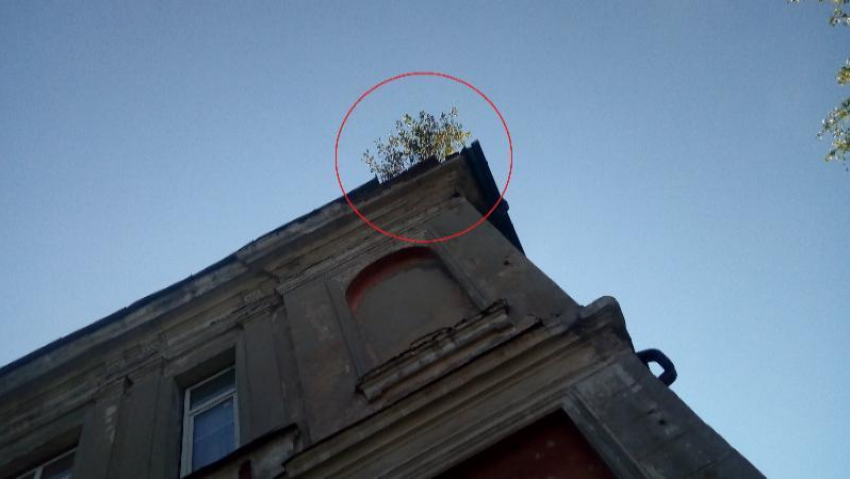 С крыши лицея №4 в Таганроге к началу учебного года не исчезло опасное дерево