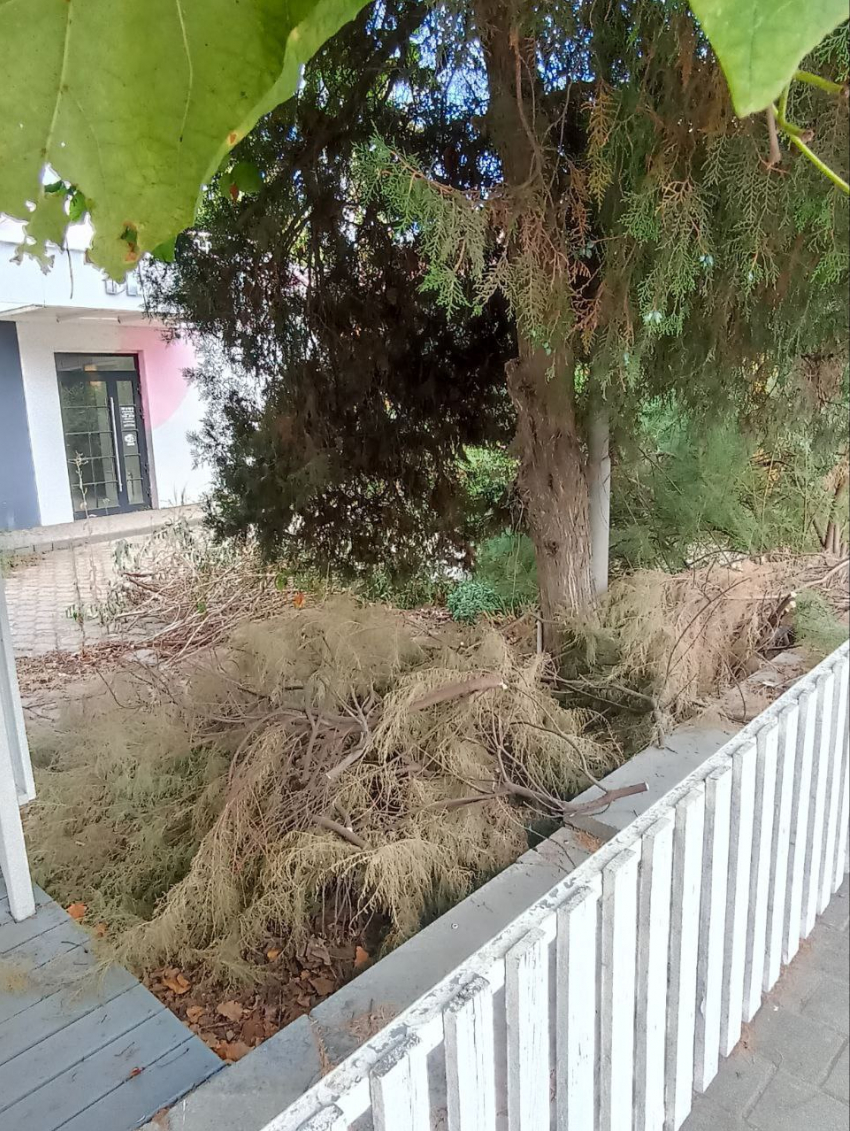 Становится рассадником заразы: грязный «анклав» в центре Таганрога