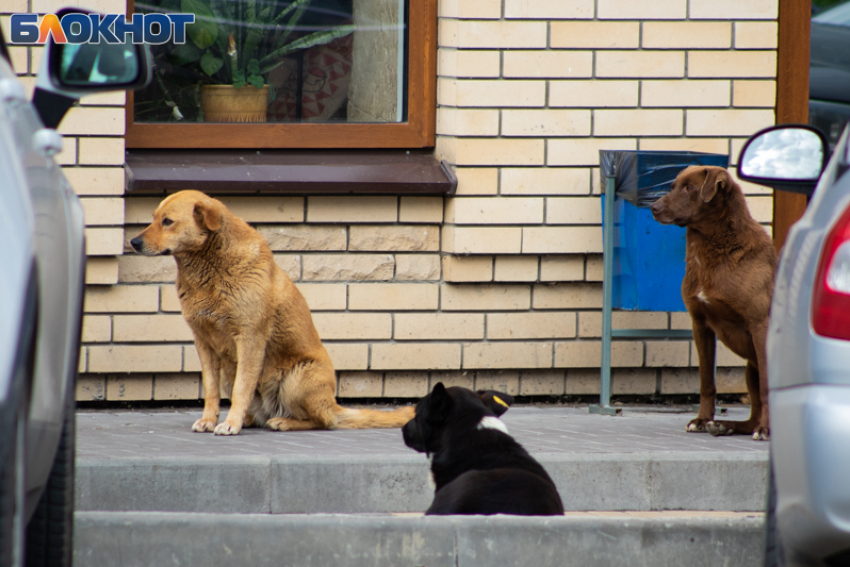 За неделю в Таганроге зафиксировано 36 случаев укусов бездомными собаками
