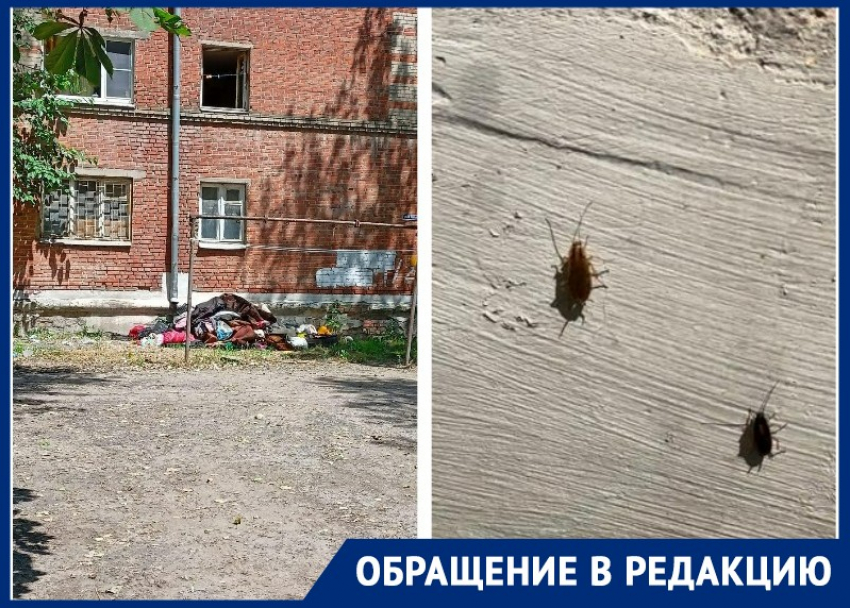 Кто виноват и что делать: в Таганроге жильцы МКД подверглись нашествию мелких тварей 